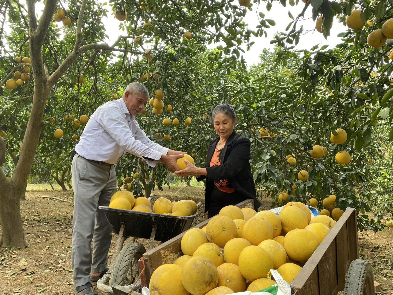 Bưởi Diễn Đức Hậu - Lưu Quang - 'Nức tiếng' đặc sản đất Hà thành