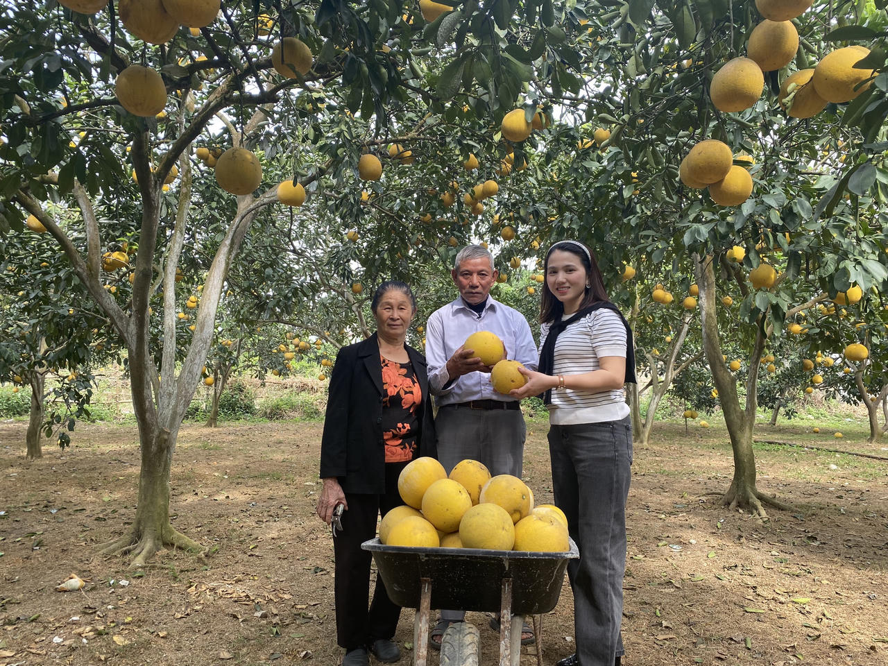 Bưởi Diễn Đức Hậu - Lưu Quang - 'Nức tiếng' đặc sản đất Hà thành