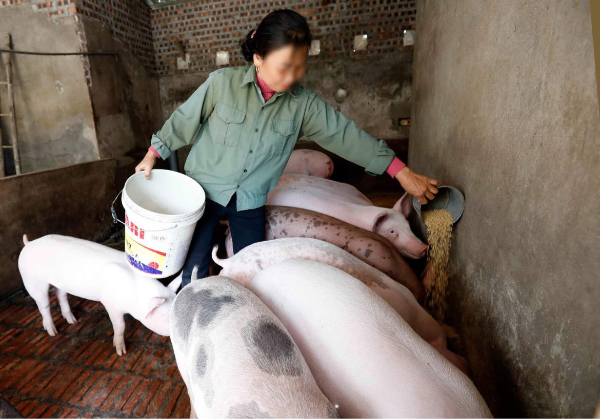 Tín dụng chính sách trở thành 'trợ lực' giảm nghèo bền vững tại Hải Dương 