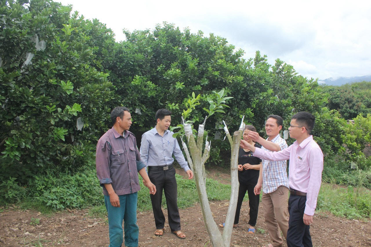 Mùa xuân no đủ, tươi đẹp ở cao nguyên Mộc Châu