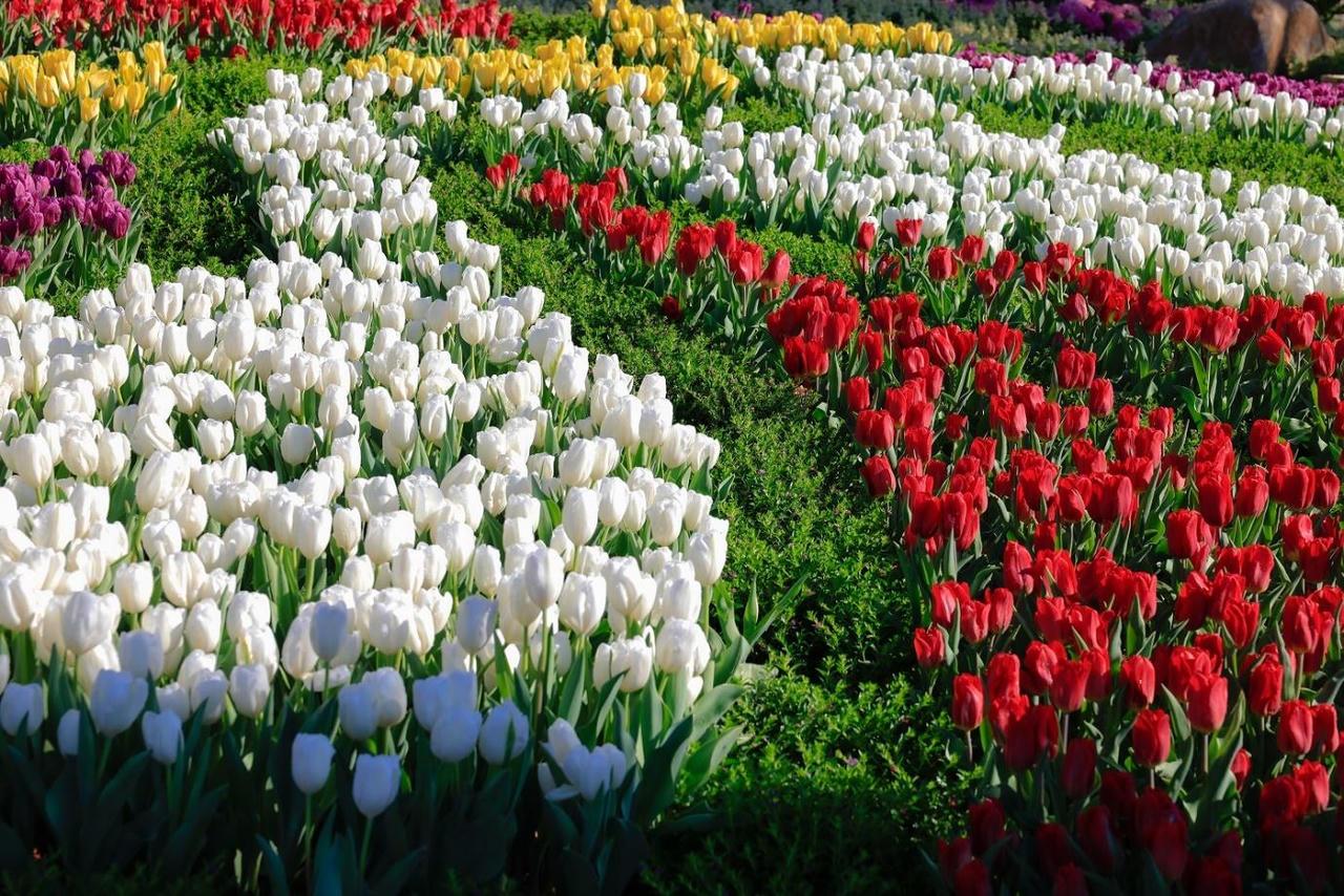 Tây Ninh sẽ bắn pháo hoa mừng Hội xuân núi Bà năm Giáp Thìn vào Mùng 4 Tết