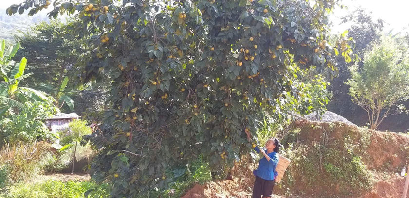 Xây dựng, phát triển Đảng ở vùng đồng bào dân tộc thiểu số hiện nay - Bài 2: Hành trình 'gỡ khó' từng bước