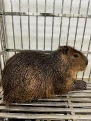 Hành trình cứu hộ hơn 1.500 động vật hoang dã của River Safari Nam Hội An