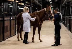 Cưỡi ngựa - Thú chơi quý tộc mới của giới nhà giàu Việt Nam