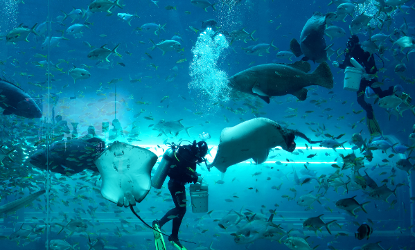 Động vật quý hiếm liên tục được cứu hộ và sinh sản thần kỳ tại hệ thống Vinpearl Safari