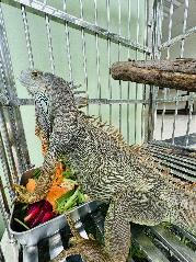 Hành trình cứu hộ hơn 1.500 động vật hoang dã của River Safari Nam Hội An