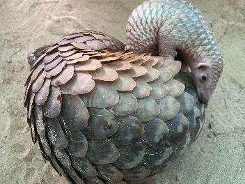 Hành trình cứu hộ hơn 1.500 động vật hoang dã của River Safari Nam Hội An