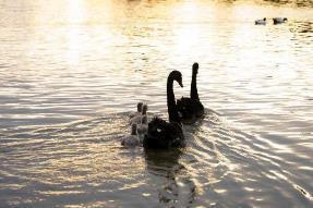 Hành trình cứu hộ hơn 1.500 động vật hoang dã của River Safari Nam Hội An