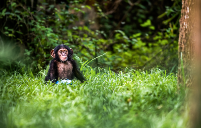Động vật quý hiếm liên tục được cứu hộ và sinh sản thần kỳ tại hệ thống Vinpearl Safari