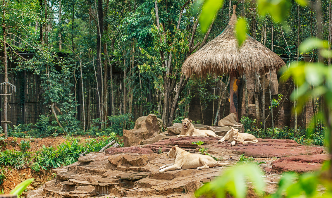 Động vật quý hiếm liên tục được cứu hộ và sinh sản thần kỳ tại hệ thống Vinpearl Safari