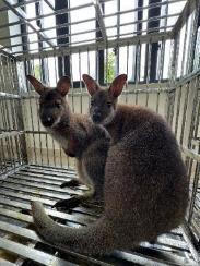 Hành trình cứu hộ hơn 1.500 động vật hoang dã của River Safari Nam Hội An