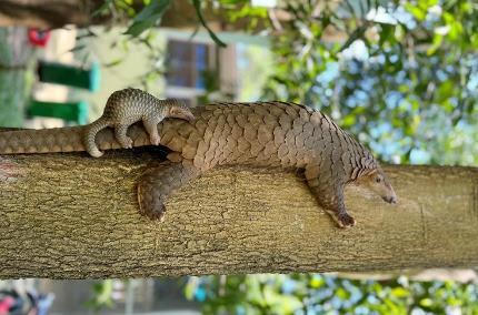 Động vật quý hiếm liên tục được cứu hộ và sinh sản thần kỳ tại hệ thống Vinpearl Safari