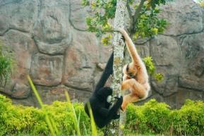 Hành trình cứu hộ hơn 1.500 động vật hoang dã của River Safari Nam Hội An