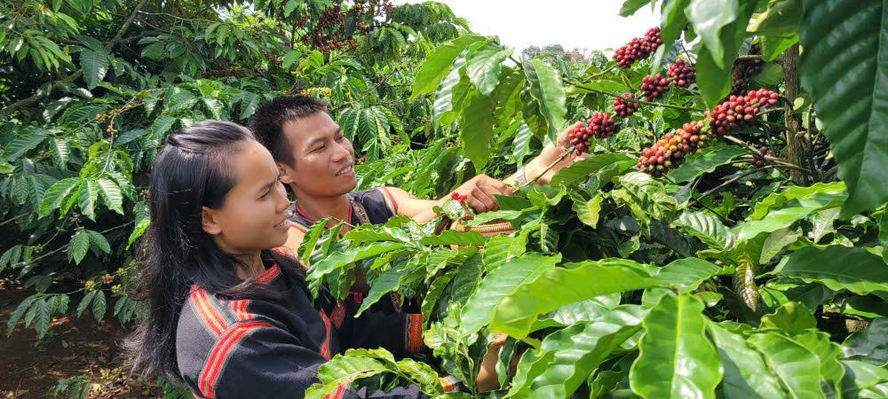 Tín dụng chính sách - Động lực giúp người dân cao nguyên Gia Lai thoát nghèo bền vững