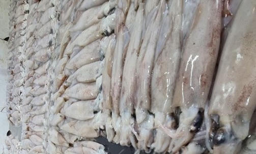 Tạm niêm phong gần 4 tấn hải sản chưa rõ nguồn gốc ở Thái Bình