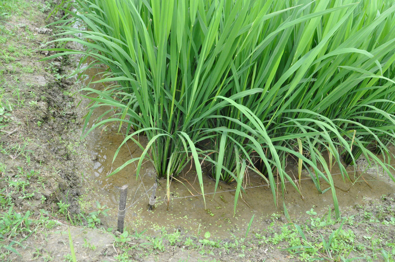 Hải Dương tái diễn tình trạng sử dụng điện bẫy diệt chuột dẫn đến chết người