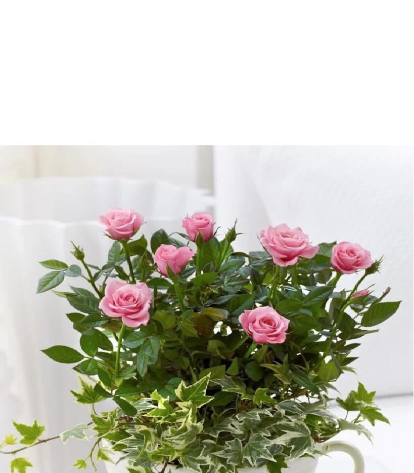 Tận dụng tách trà cũ để tạo nên những khu vườn mini đẹp bất ngờ