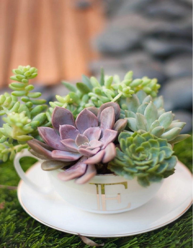 Tận dụng tách trà cũ để tạo nên những khu vườn mini đẹp bất ngờ