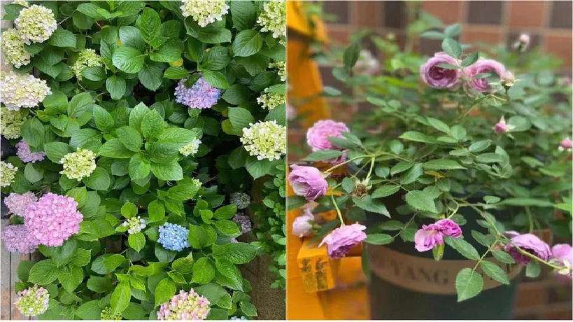 Sau 2 năm sử dụng, khu vườn 48m² khiến ai cũng phải trầm trồ trước diện mạo mới