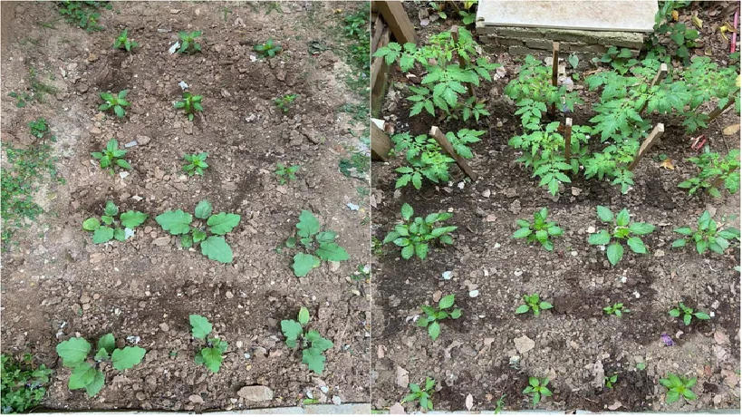 Sau 2 năm sử dụng, khu vườn 48m² khiến ai cũng phải trầm trồ trước diện mạo mới