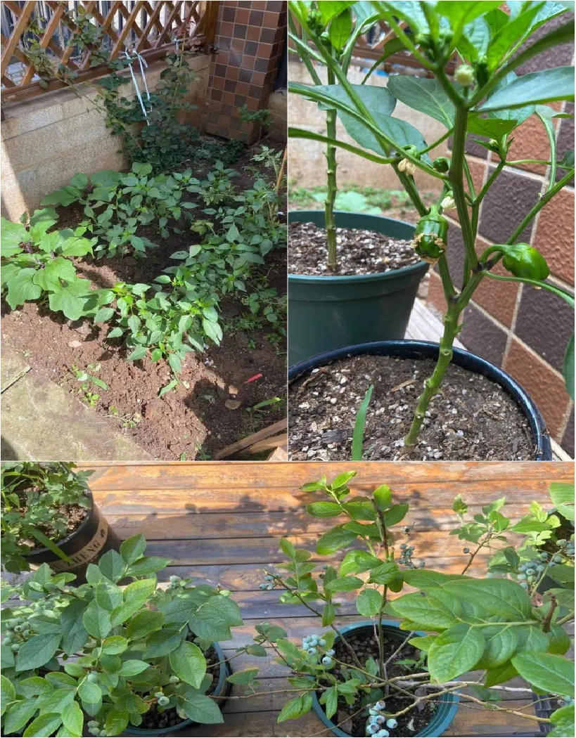 Sau 2 năm sử dụng, khu vườn 48m² khiến ai cũng phải trầm trồ trước diện mạo mới