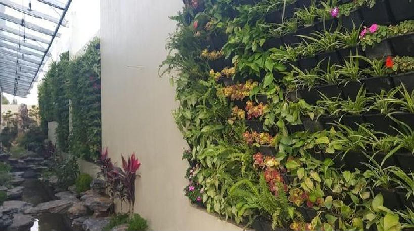 Cách trồng bức tường cây giúp ngôi nhà tràn đầy sinh khí