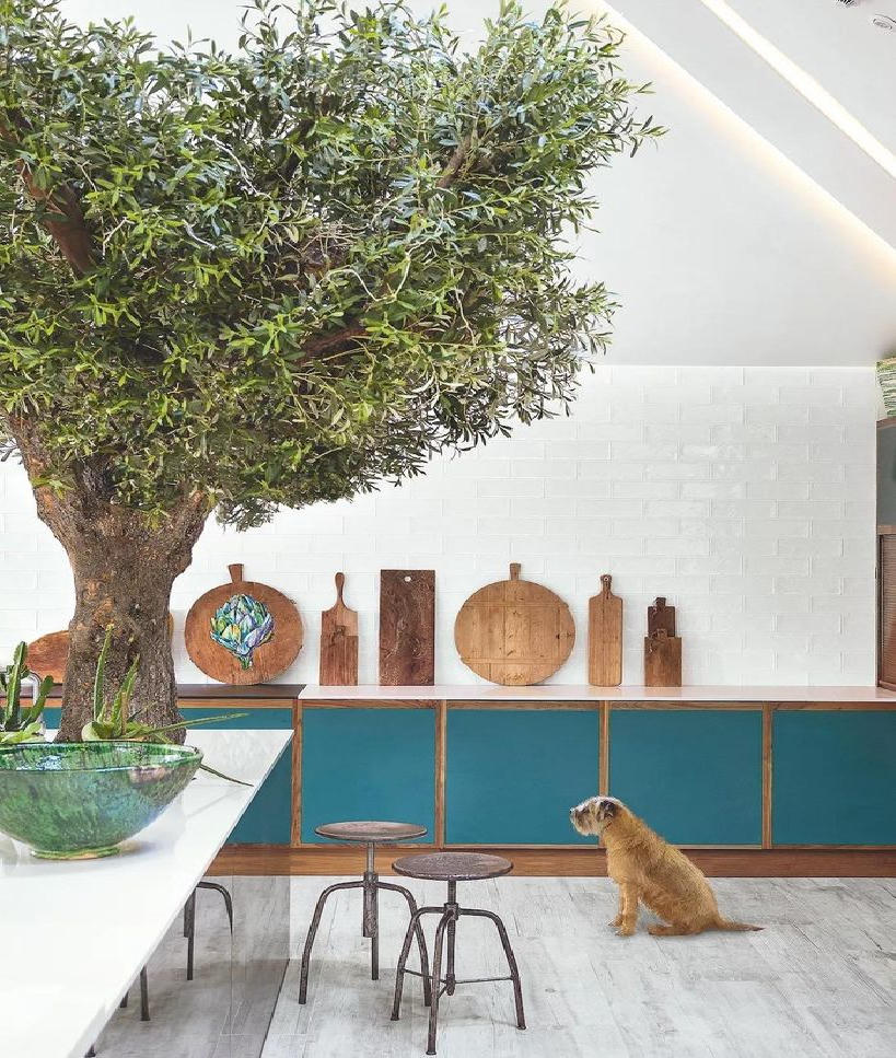 6 cách kết hợp cây xanh vào không gian nội thất