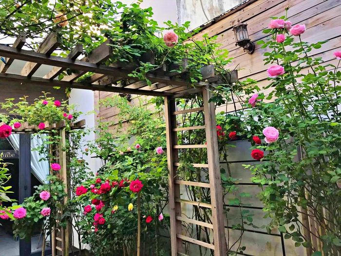 9X trồng vườn hoa hồng rực rỡ tặng vợ, làm nơi gắn kết gia đình