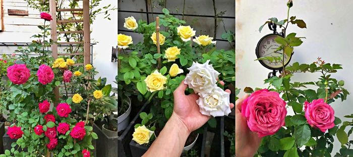 9X trồng vườn hoa hồng rực rỡ tặng vợ, làm nơi gắn kết gia đình