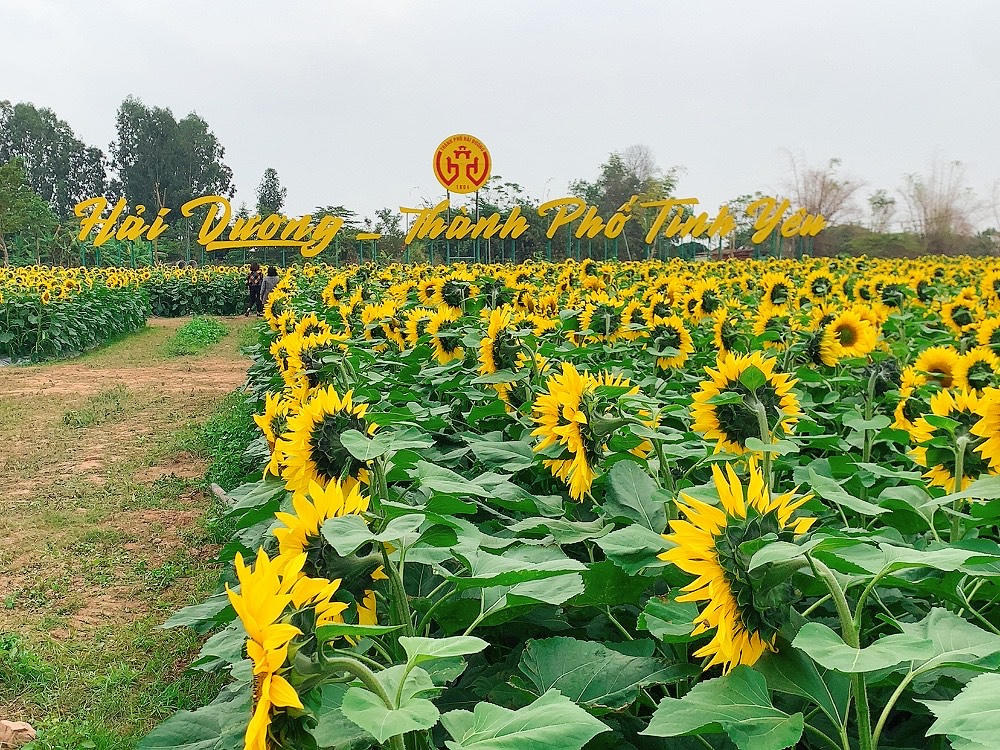 Tận hưởng cảnh đẹp khó cưỡng lại tại vườn hoa hướng dương giữa trung tâm TP Hải Dương