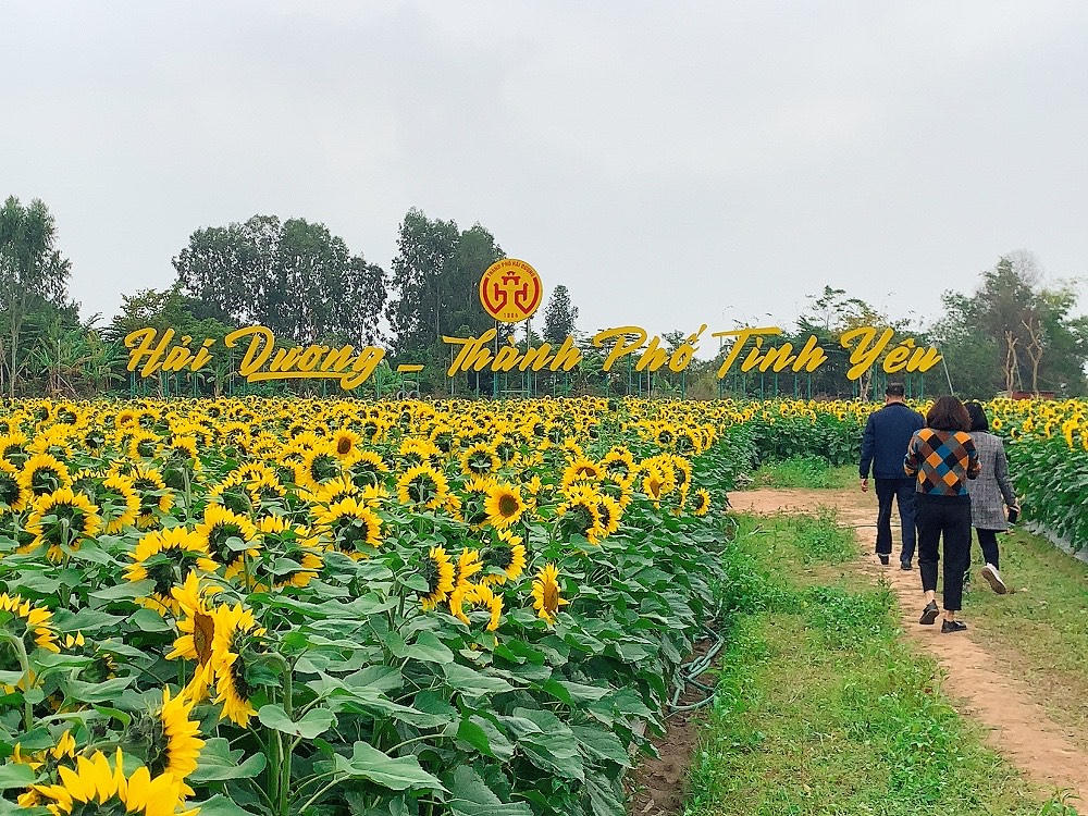 Tận hưởng cảnh đẹp khó cưỡng lại tại vườn hoa hướng dương giữa trung tâm TP Hải Dương