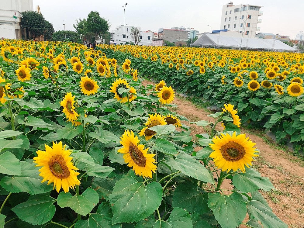 Tận hưởng cảnh đẹp khó cưỡng lại tại vườn hoa hướng dương giữa trung tâm TP Hải Dương
