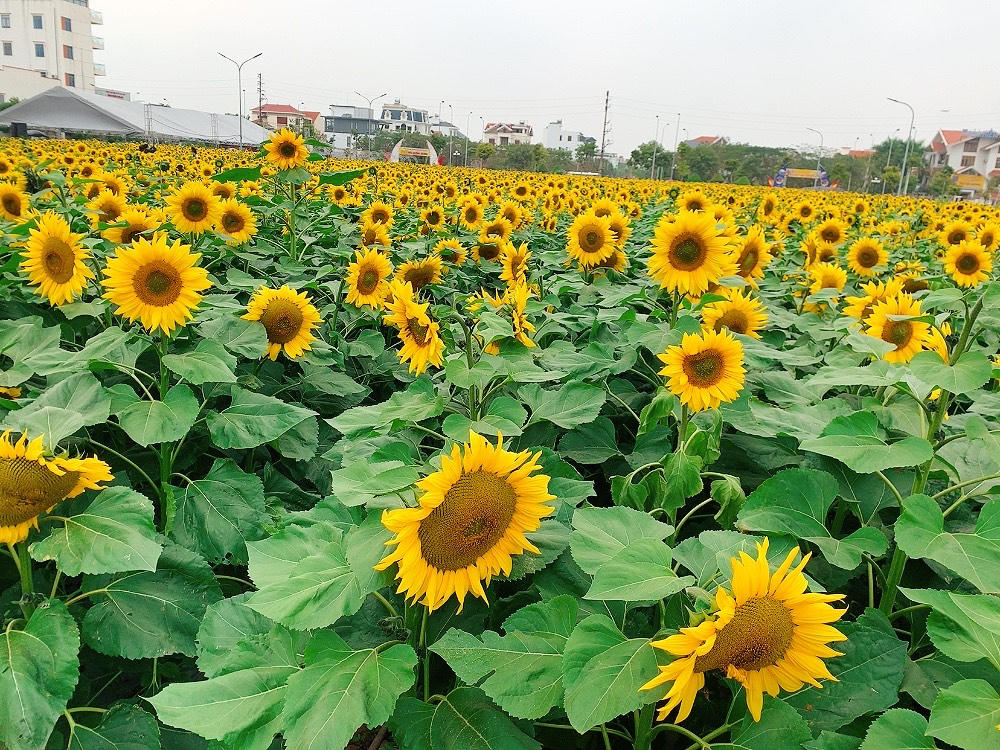 Tận hưởng cảnh đẹp khó cưỡng lại tại vườn hoa hướng dương giữa trung tâm TP Hải Dương