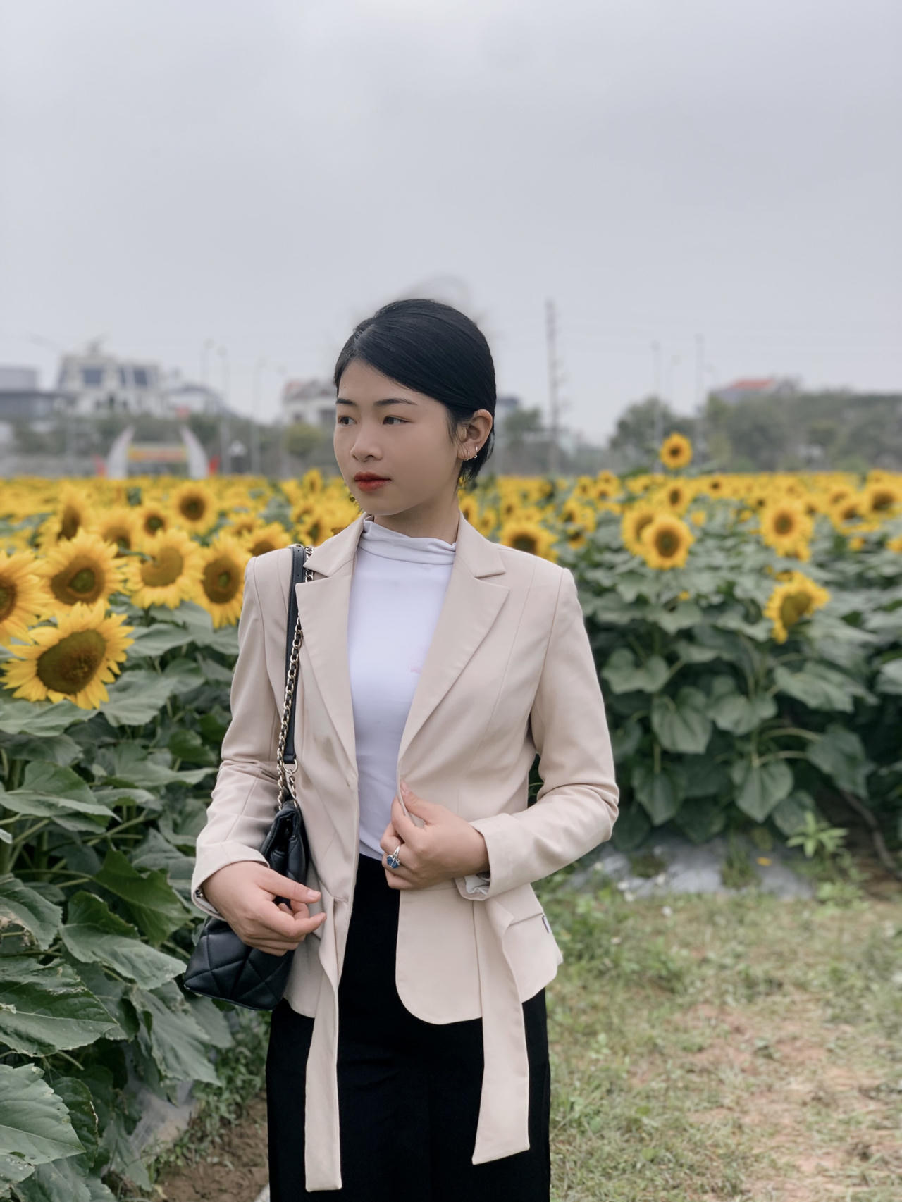 Tận hưởng cảnh đẹp khó cưỡng lại tại vườn hoa hướng dương giữa trung tâm TP Hải Dương