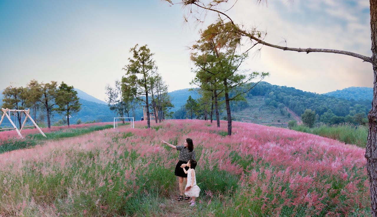 "Lạc trôi" trong đồi cỏ hồng mộng mơ ở Chí Linh