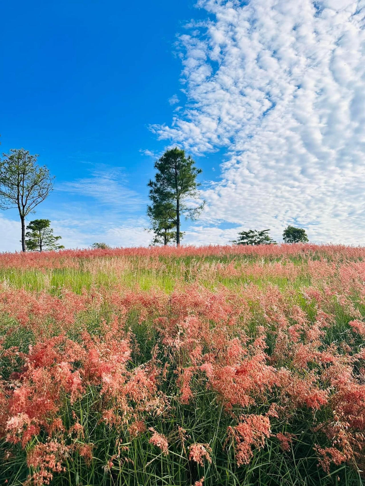 "Lạc trôi" trong đồi cỏ hồng mộng mơ ở Chí Linh