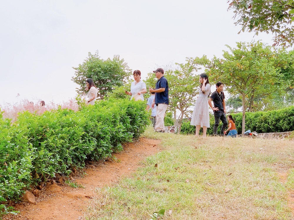 "Lạc trôi" trong đồi cỏ hồng mộng mơ ở Chí Linh