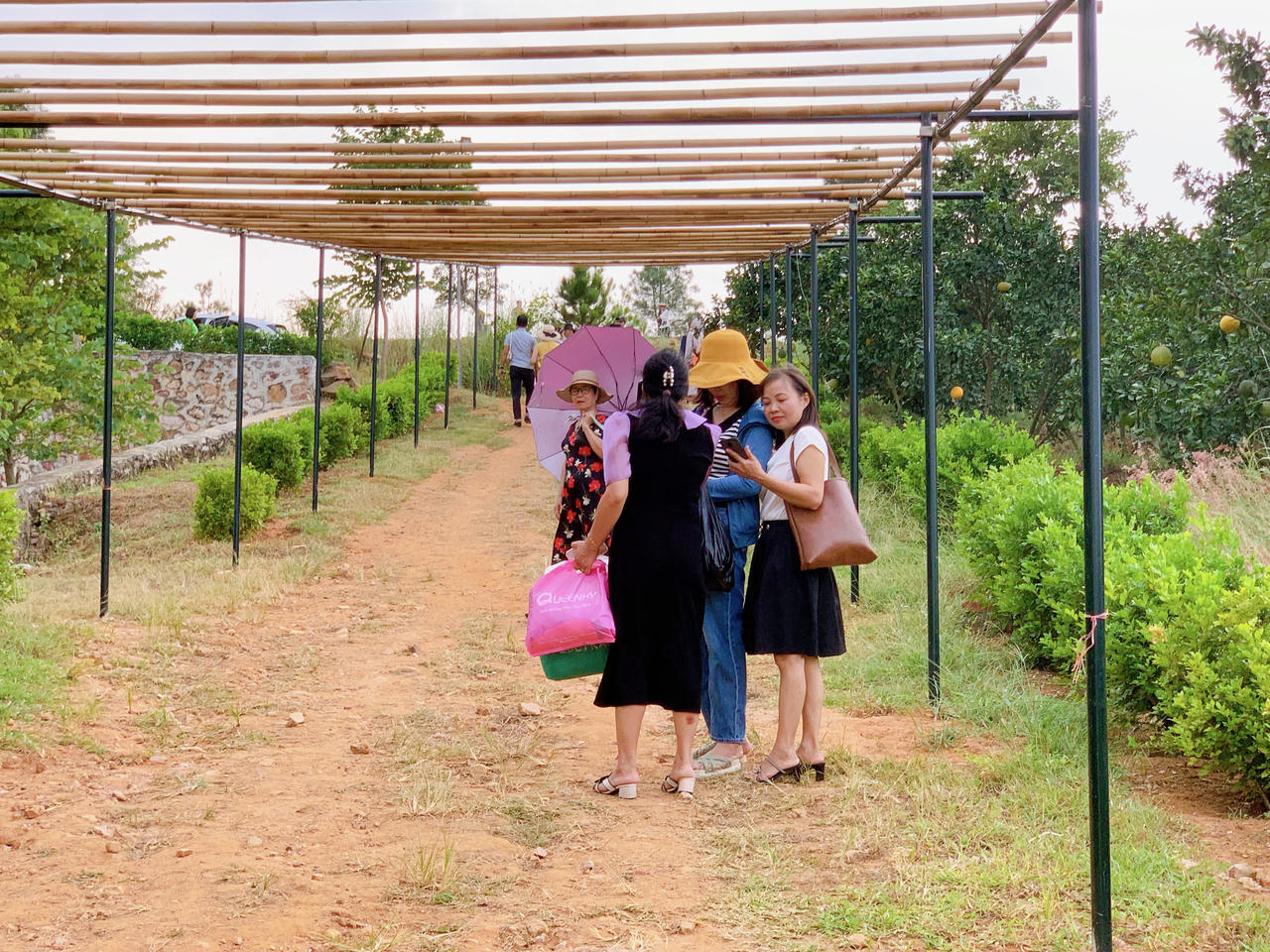 "Lạc trôi" trong đồi cỏ hồng mộng mơ ở Chí Linh