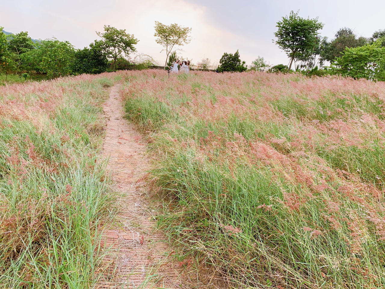 "Lạc trôi" trong đồi cỏ hồng mộng mơ ở Chí Linh