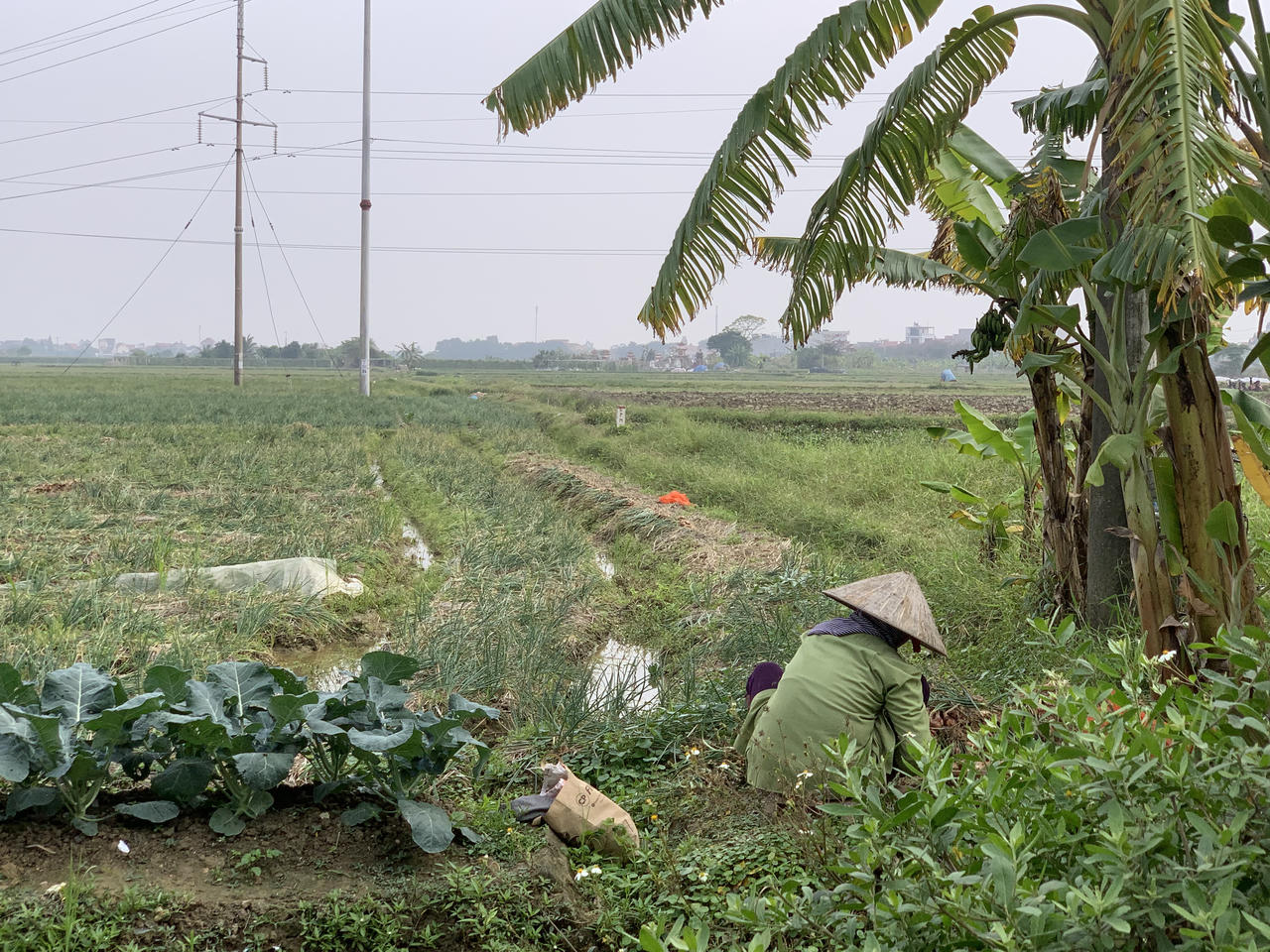 Người dân ở Nam Sách 'đua nhau' cắt hành thuê kiếm tiền tiêu Tết