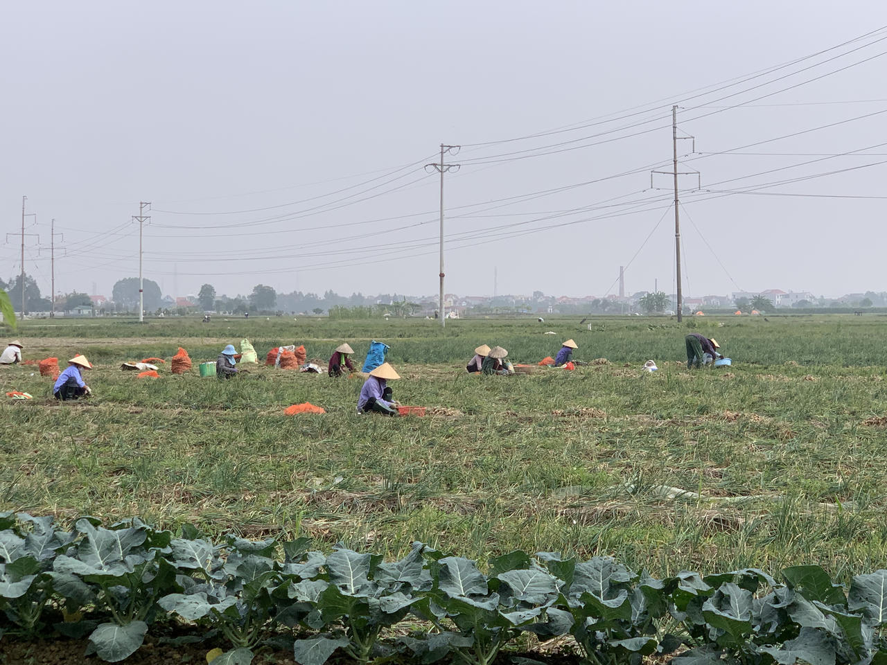 Người dân ở Nam Sách 'đua nhau' cắt hành thuê kiếm tiền tiêu Tết
