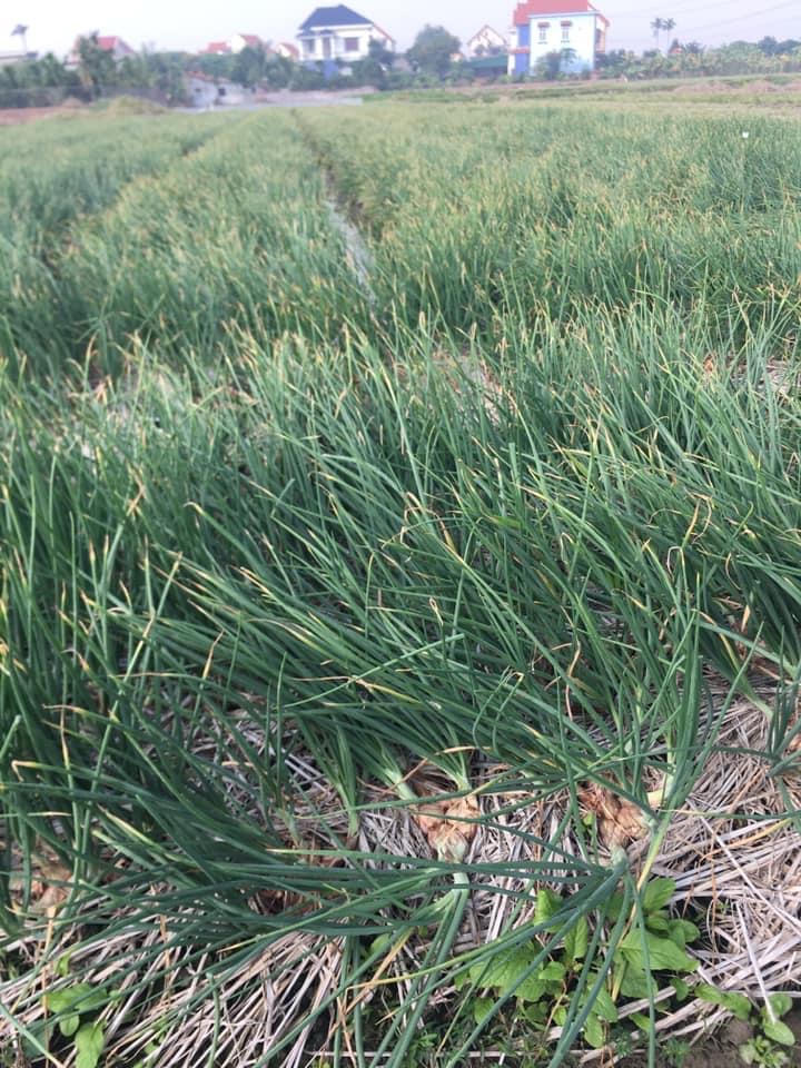 Người dân ở Nam Sách 'đua nhau' cắt hành thuê kiếm tiền tiêu Tết