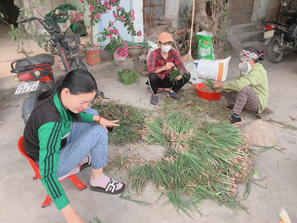 Người dân ở Nam Sách 'đua nhau' cắt hành thuê kiếm tiền tiêu Tết