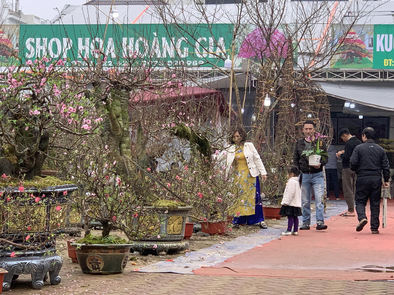 Thị trường vườn hoa, cây cảnh nhộn nhịp, sôi động dịp Tết 2024