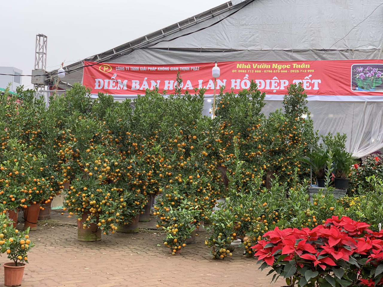 Thị trường vườn hoa, cây cảnh nhộn nhịp, sôi động dịp Tết 2024