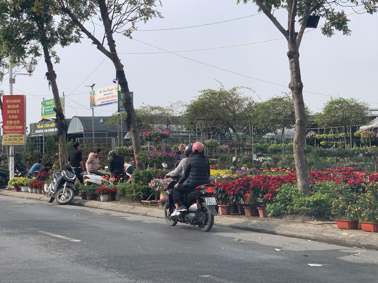 Thị trường vườn hoa, cây cảnh nhộn nhịp, sôi động dịp Tết 2024