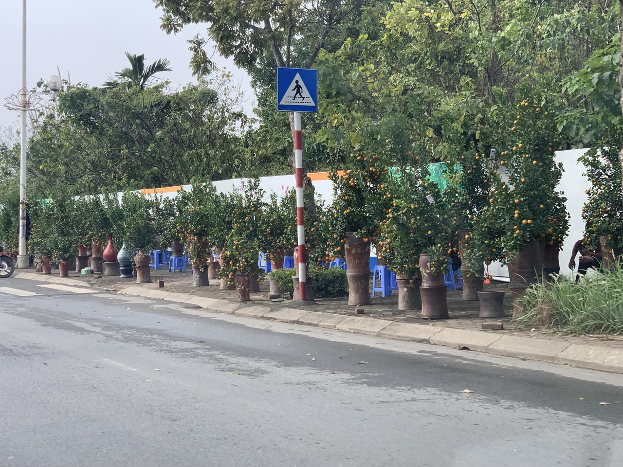 Thị trường vườn hoa, cây cảnh nhộn nhịp, sôi động dịp Tết 2024