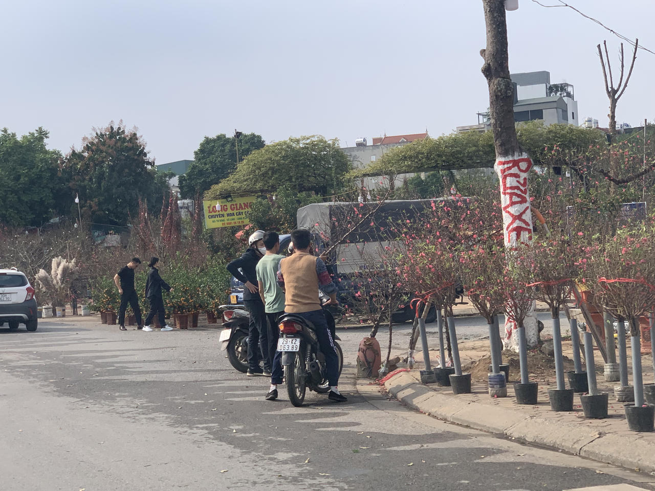 Thị trường vườn hoa, cây cảnh nhộn nhịp, sôi động dịp Tết 2024