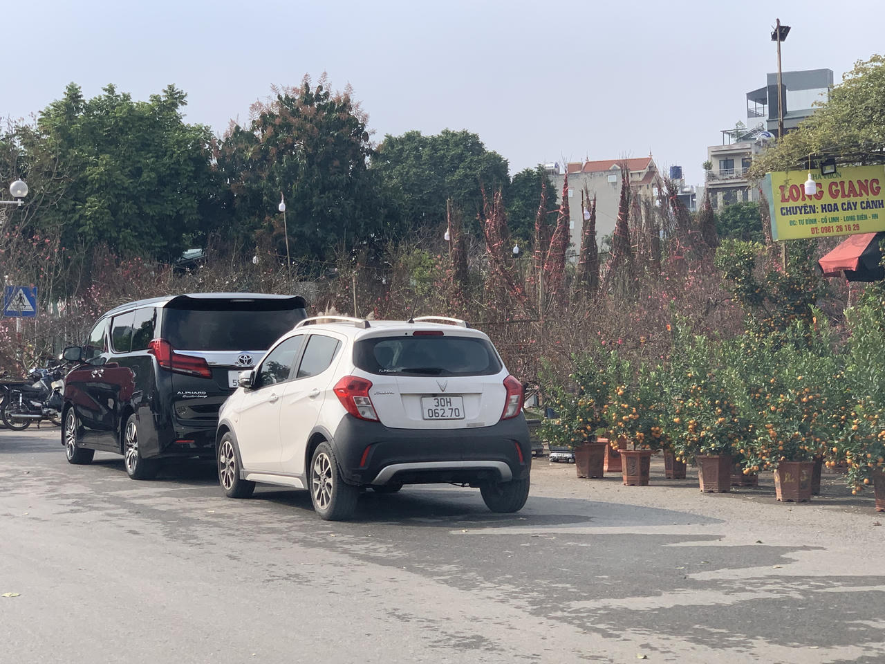 Thị trường vườn hoa, cây cảnh nhộn nhịp, sôi động dịp Tết 2024