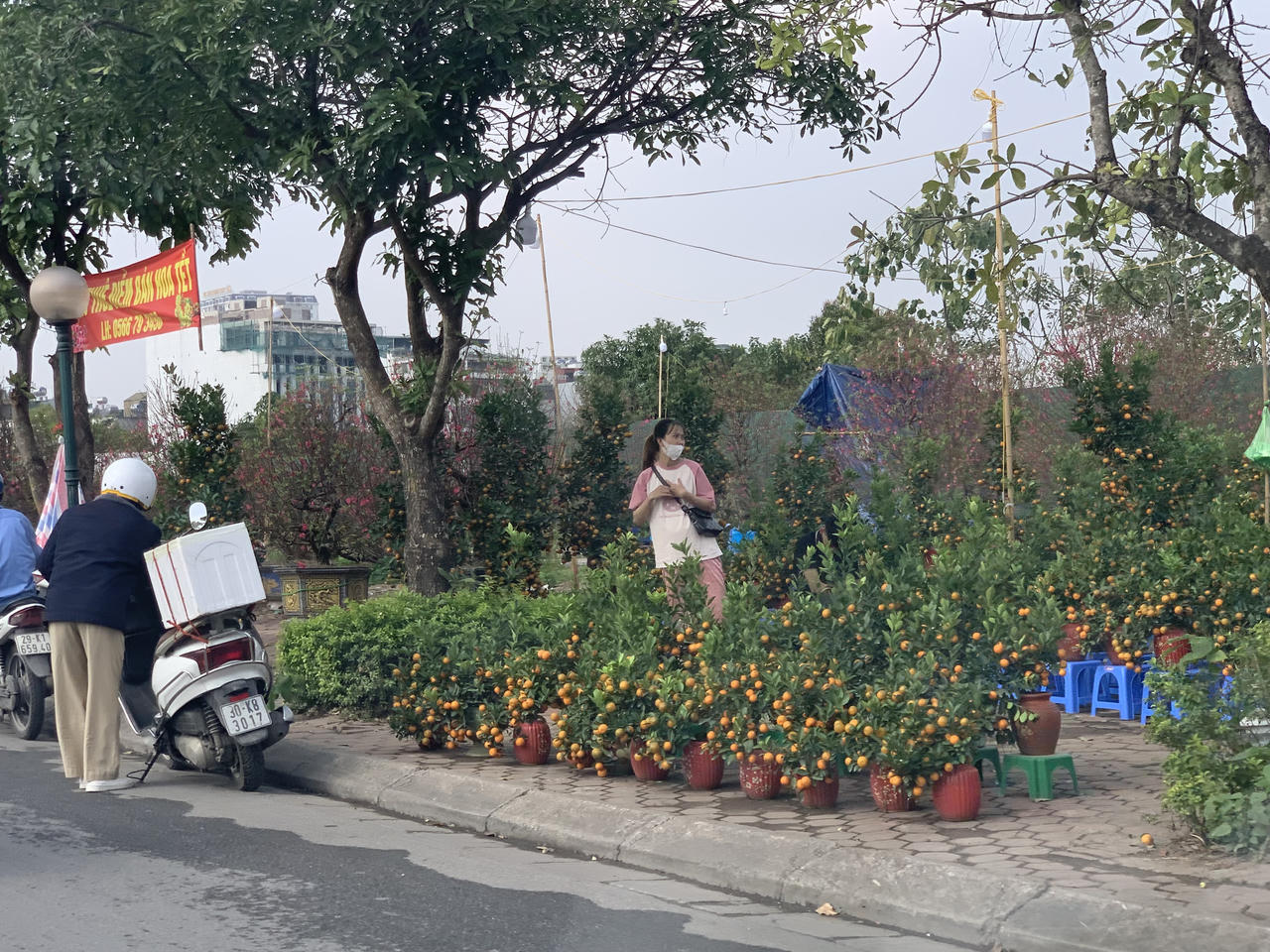 Thị trường vườn hoa, cây cảnh nhộn nhịp, sôi động dịp Tết 2024